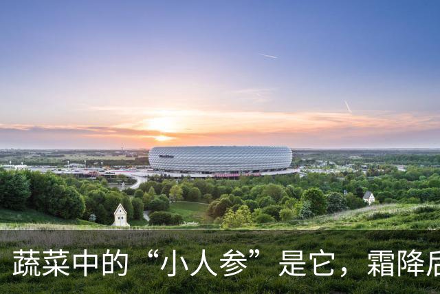 蔬菜中的“小人参”是它，霜降后常吃，一补充维生素，二提高免疫力，三低热量